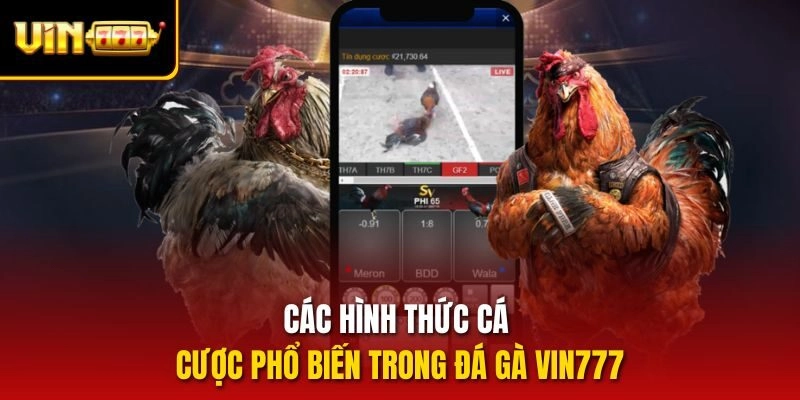 Các hình thức cá cược phổ biến trong Đá gà vin777