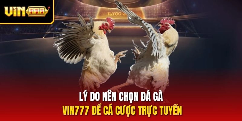 Lý do nên chọn Đá gà vin777 để cá cược trực tuyến